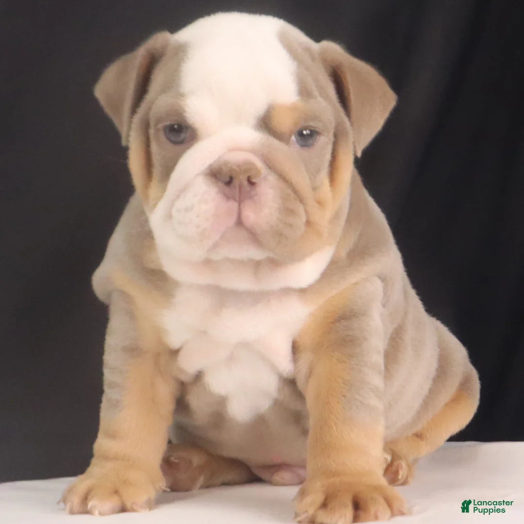 English Bulldog dogs for sale: Tyler - Ad 13