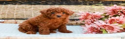 Toy Poodle dogs for sale: Biscuit - Ad 7