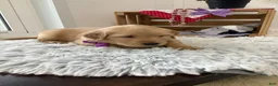 Golden Retriever dogs for sale: Golden Retriever - Kenzie  - Ad 1