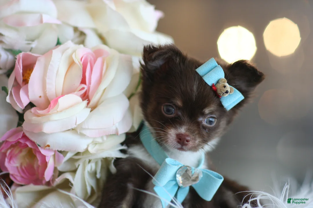 Chihuahua dogs for sale: Chihuahua 1 - Ad 1