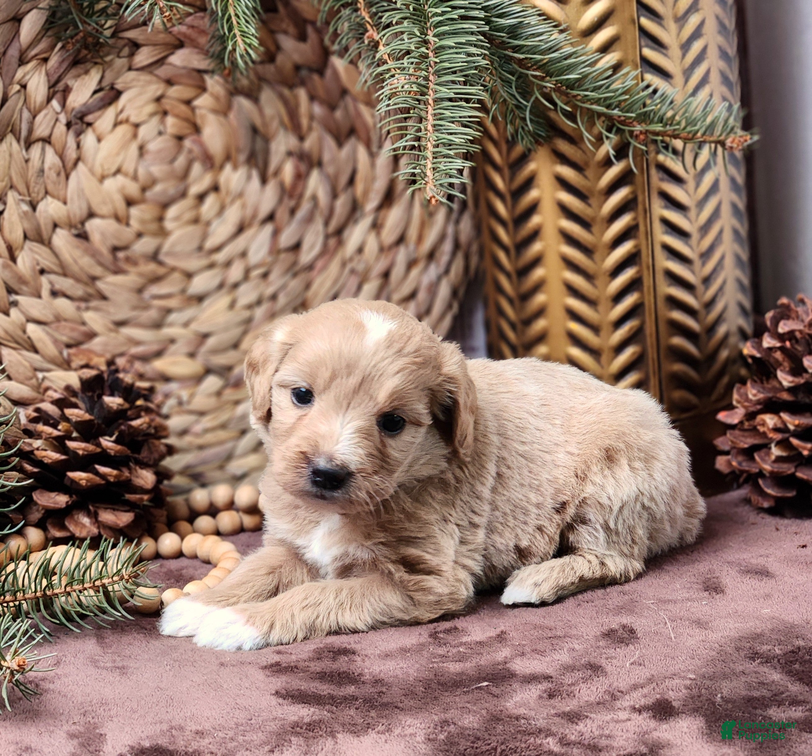 Goldendoodle dogs Katie - Ad 2