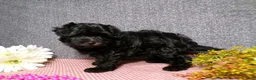 Havapoo dogs for sale: Buttons - Ad 3