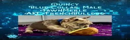 French Bulldog dogs for sale: Quincy “Blue” Collar, Male - Ad 10