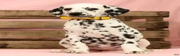 Dalmatian dogs for sale: Mandy - Ad 7