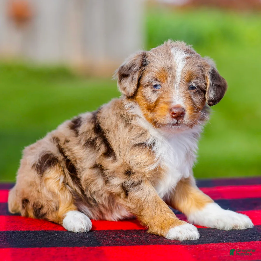 Mini Aussiedoodle dogs for sale: Brenda - Ad 2