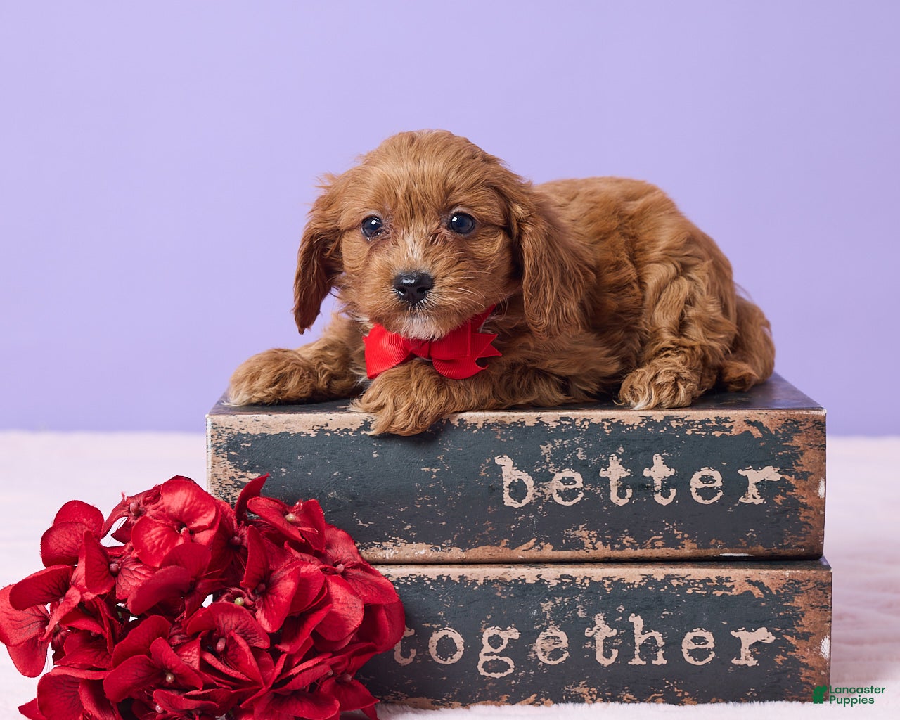 Cavapoo dogs Benny - Ad 35