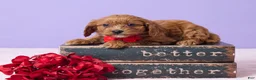 Cavapoo dogs for sale: Benny - Ad 1