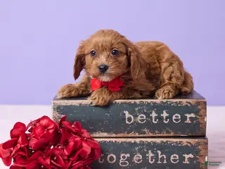 Cavapoo dogs Benny - Ad 35