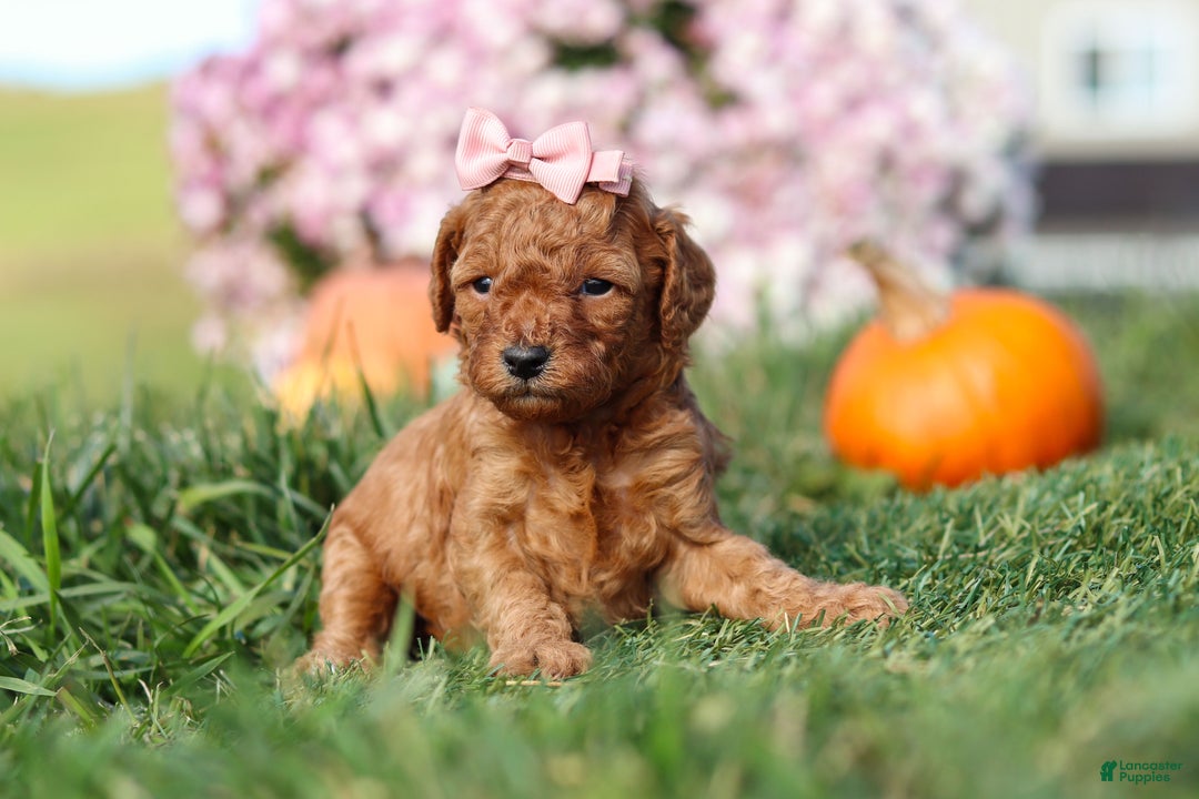 Cavapoo dogs for sale: Brooke - Ad 3