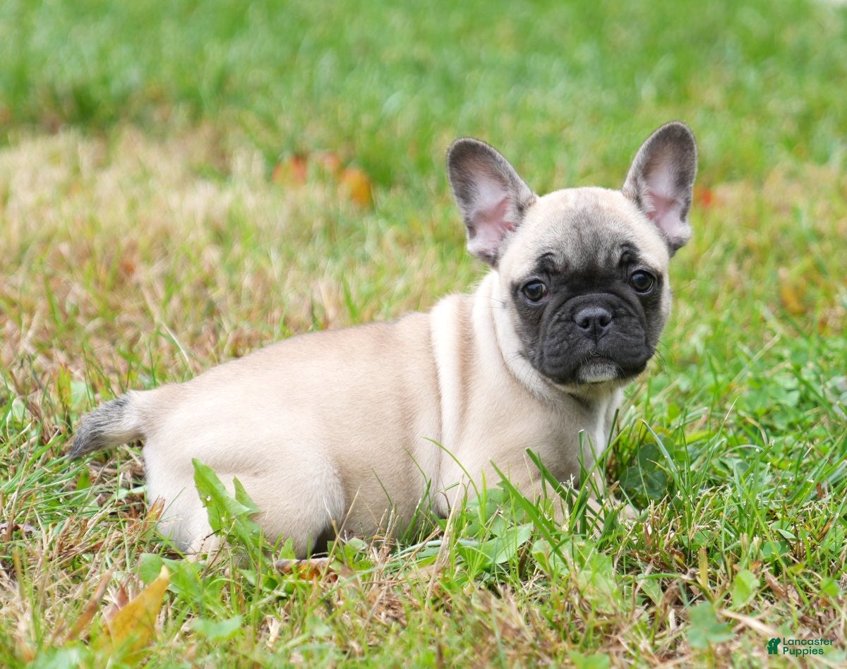 French Bulldog dogs Carla - Ad 5