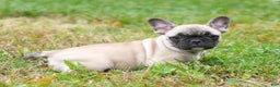 French Bulldog dogs for sale: Carla - Ad 1