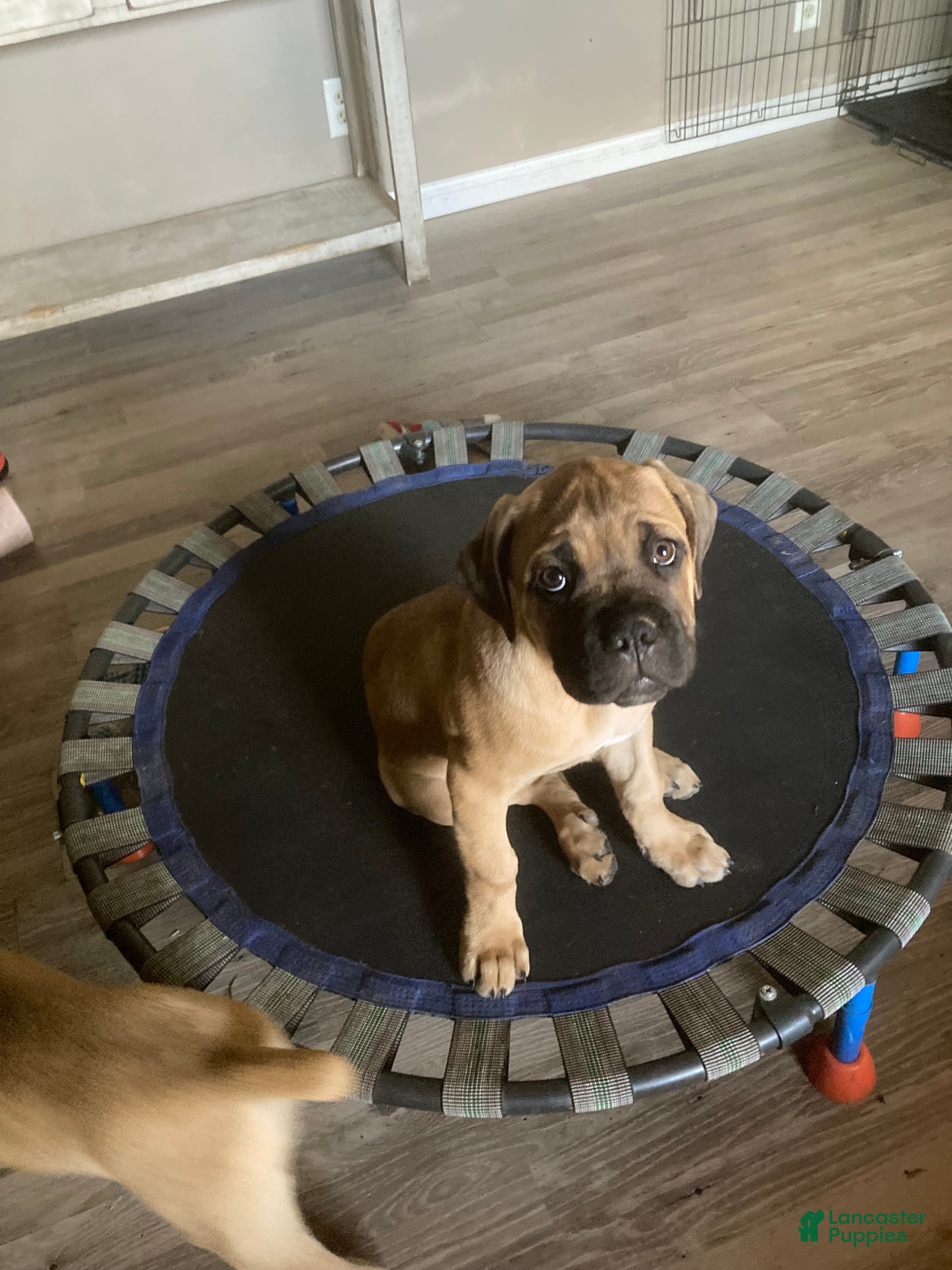 Cane Corso dogs Cane Corso 10 - Ad 2