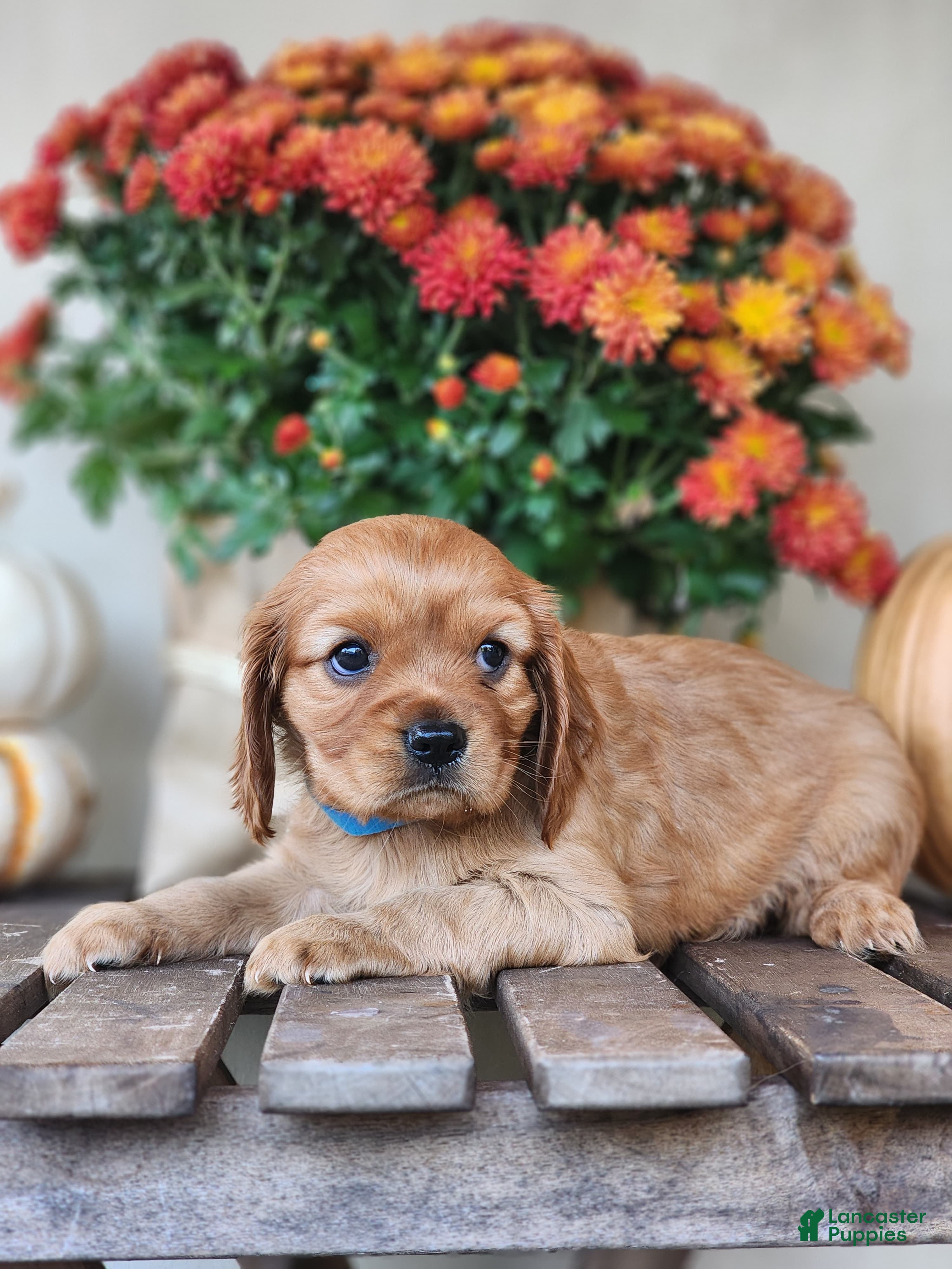 Cavalier King Charles Spaniel dogs Tracy - Ad 2