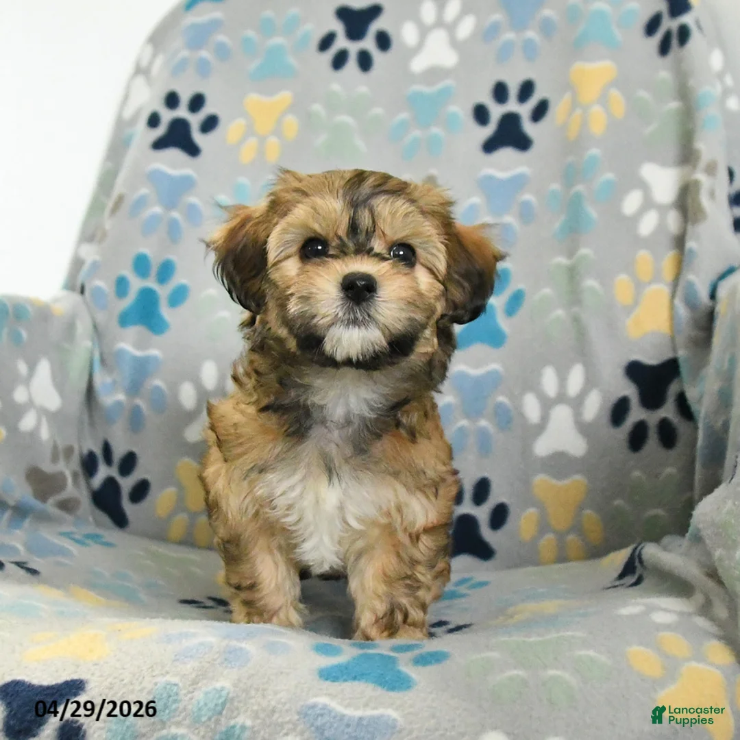 Mixed Breed dogs for sale: Orpha - Ad 2