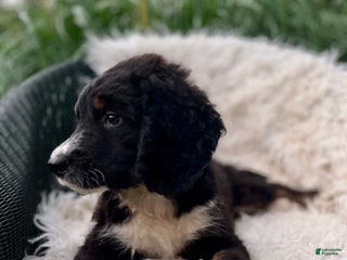 Bernedoodle dogs - Ad 13