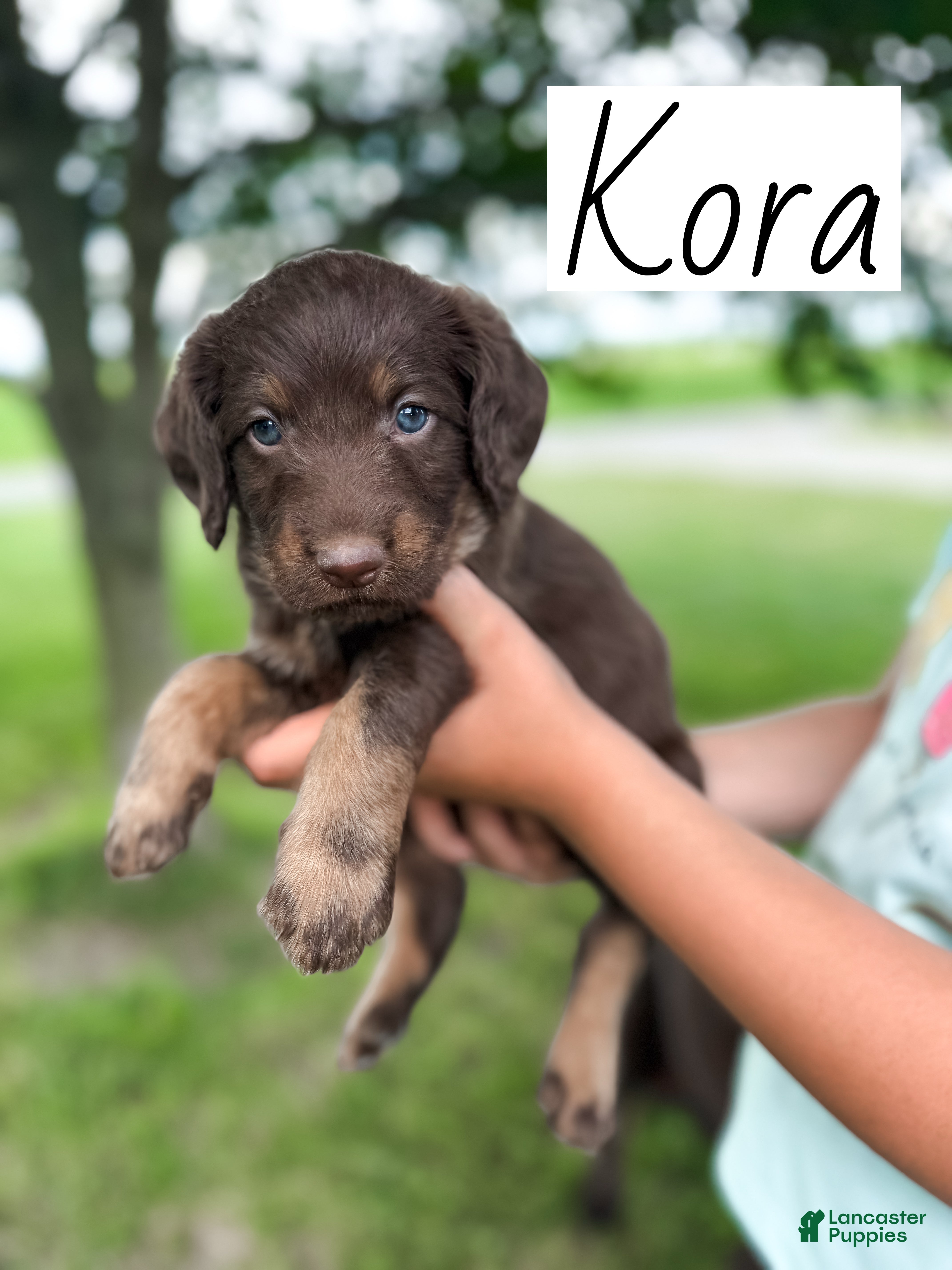 Labradoodle dogs Kora - Ad 1