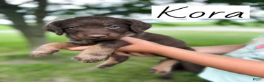Kora