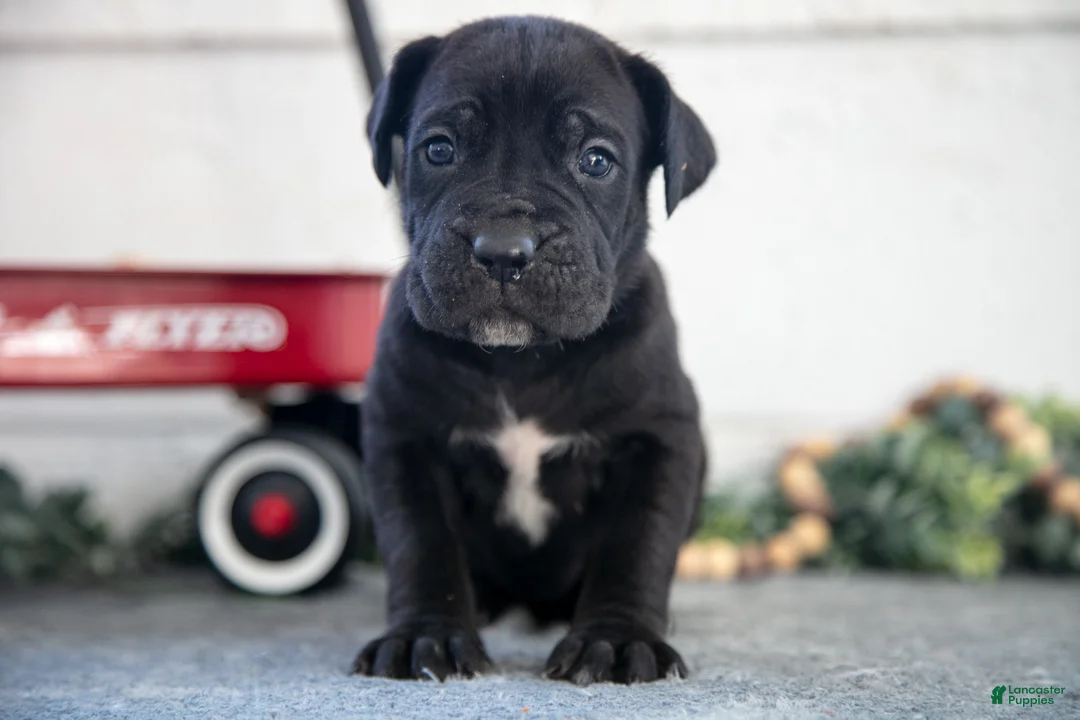 Cane Corso dogs for sale: Sarah - Ad 2