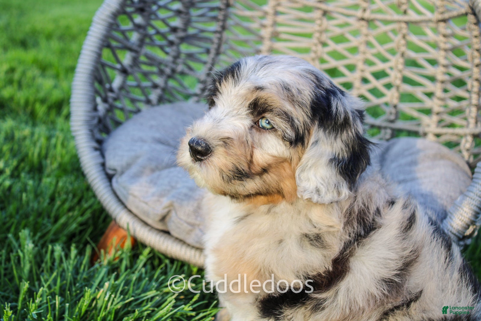 Mini Sheepadoodle dogs Lotus - Ad 1