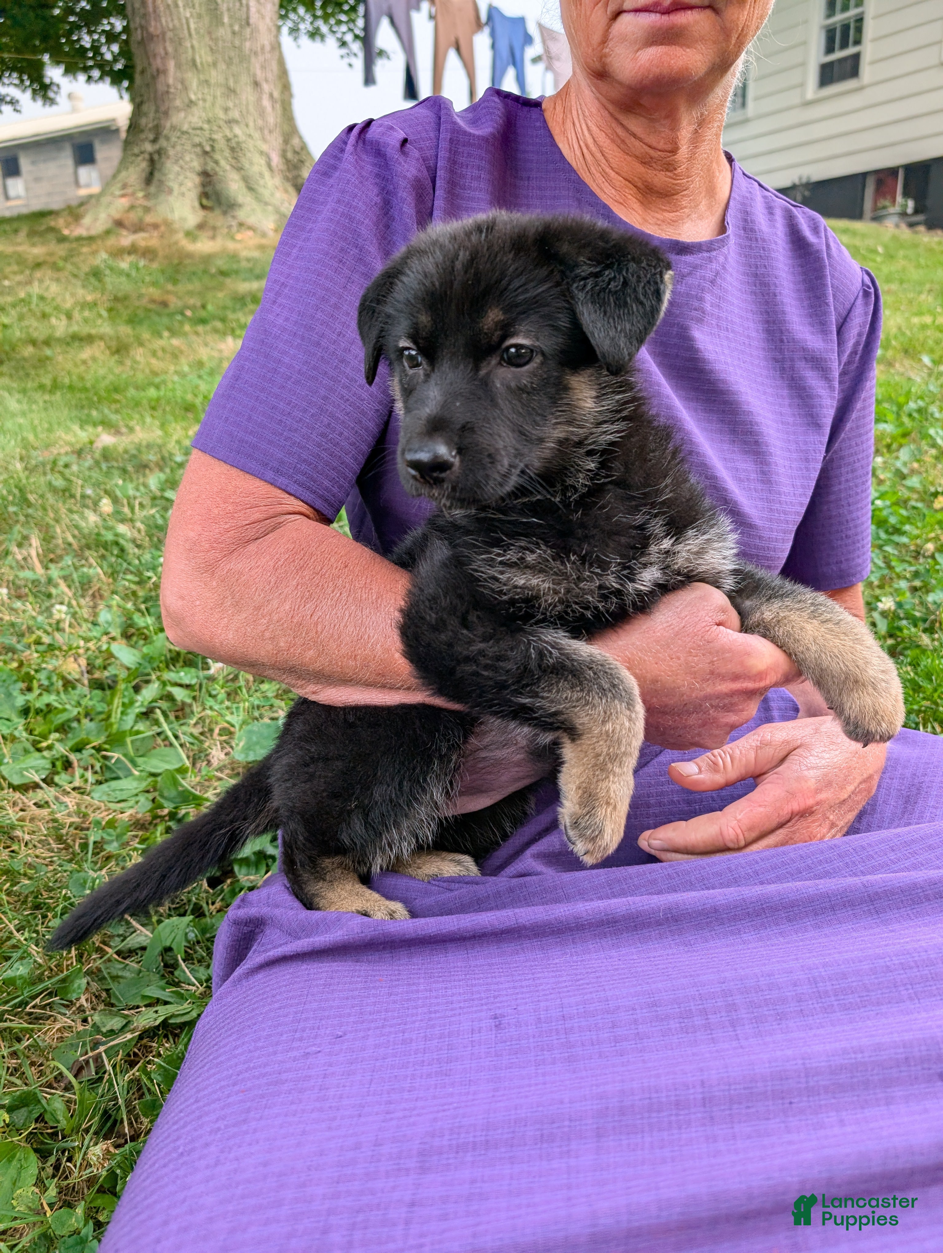 German Shepherd dogs Missy - Ad 1