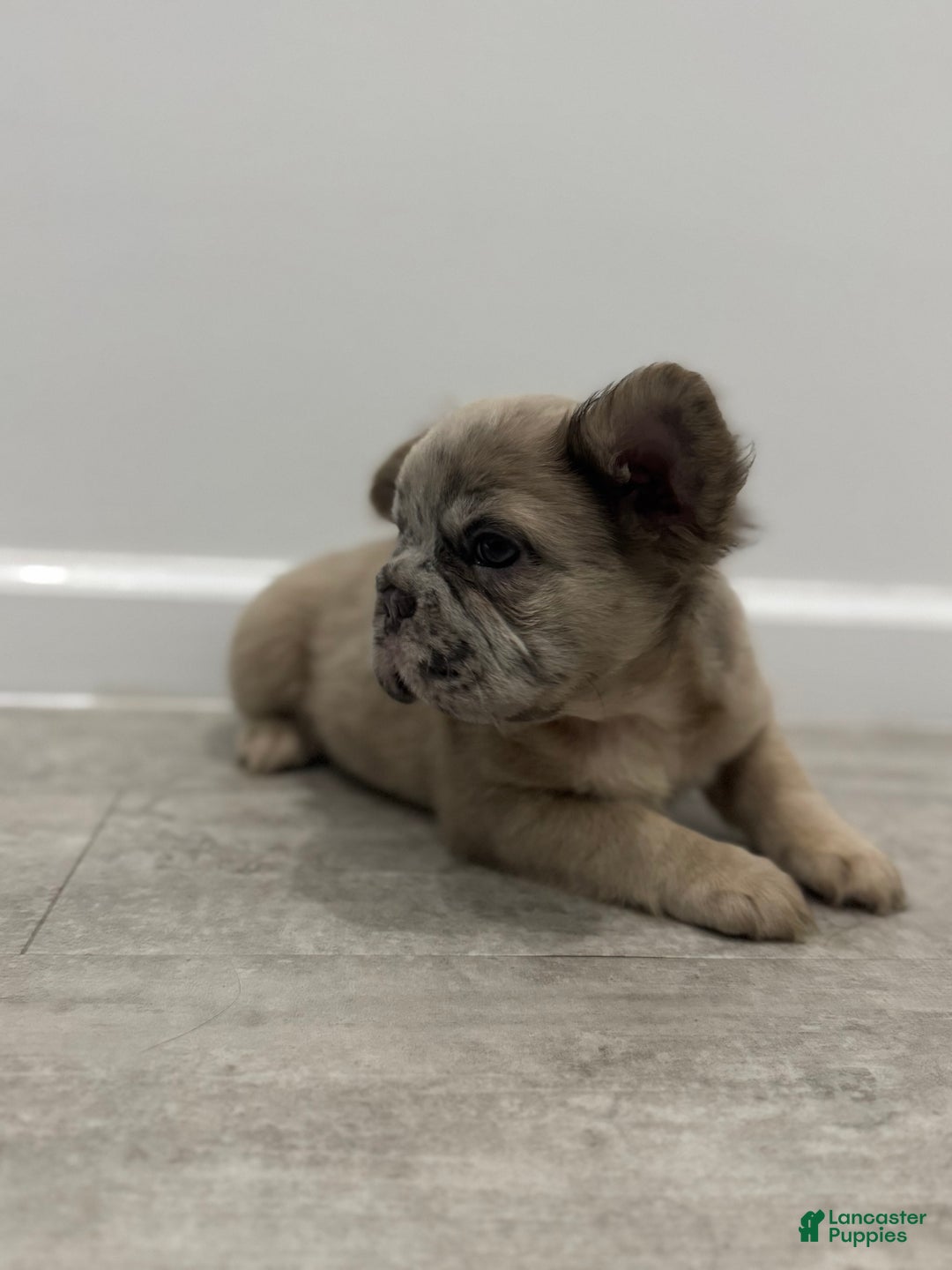 French Bulldog dogs for sale: STAR  - Ad 3