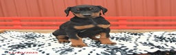 Doberman Pinscher dogs for sale: Hannah - Ad 7