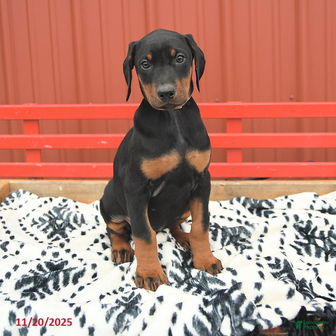 Doberman Pinscher dogs for sale: Hannah - Ad 7