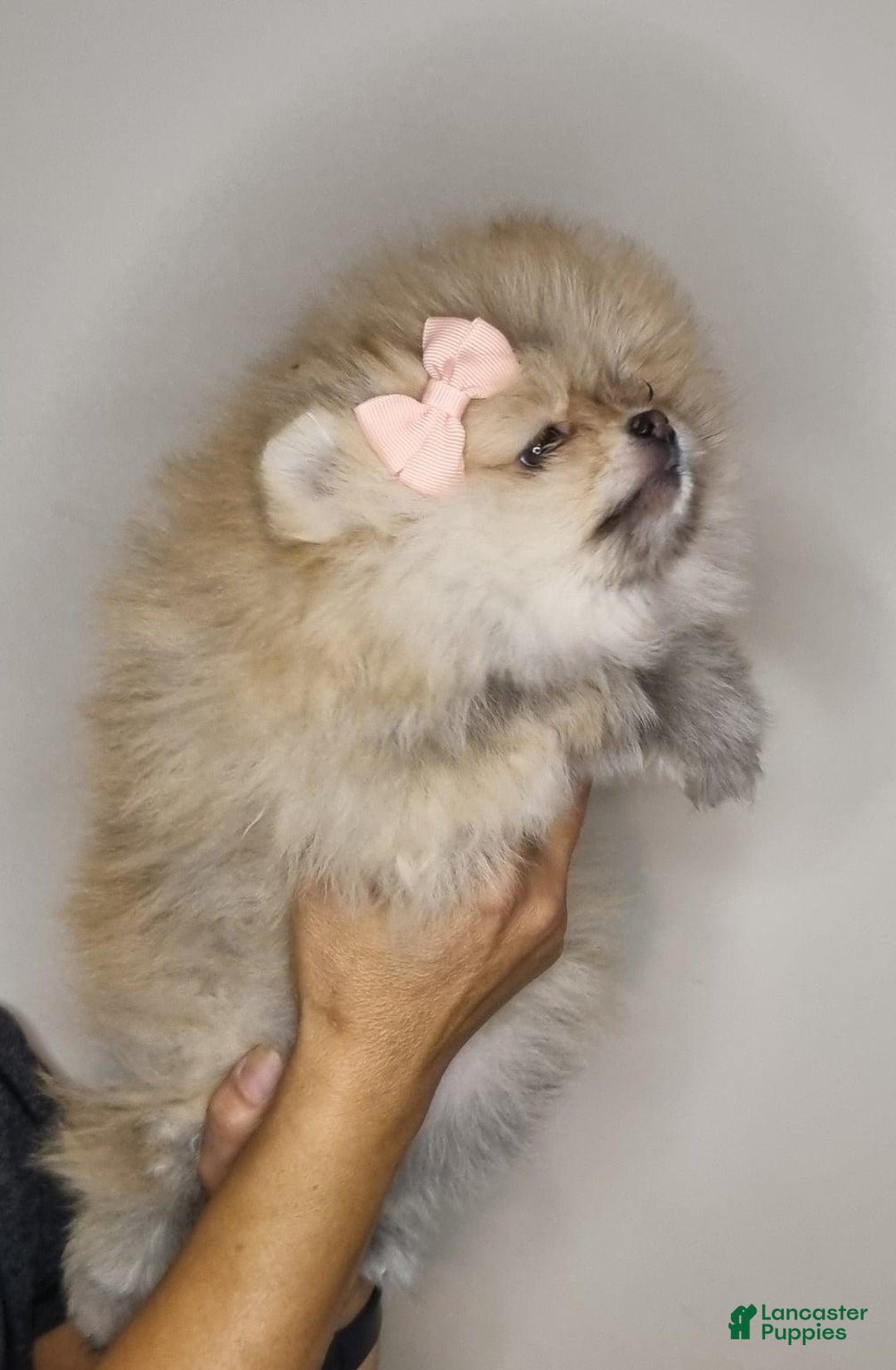 Pomeranian dogs for sale: Sofia - Ad 10
