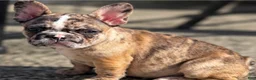 French Bulldog dogs for sale: Cheetah  - Ad 4