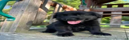 Golden Shepherd dogs for sale: Koda  - Ad 11