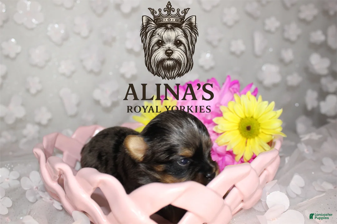 Yorkshire Terrier dogs for sale: Sven - Ad 2