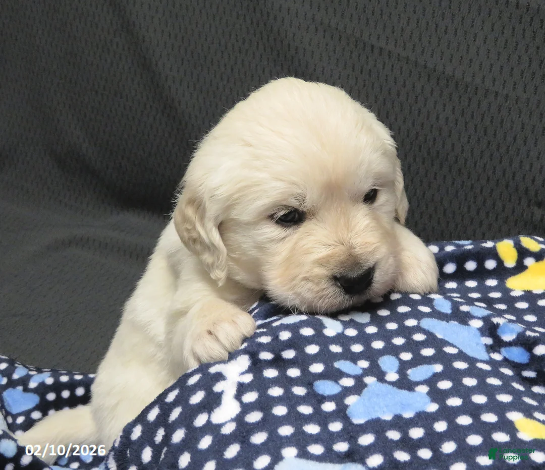 Golden Retriever dogs for sale: Snoopy - Ad 5