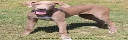 Great Dane dogs for sale: Great Dane 2 - Ad 6