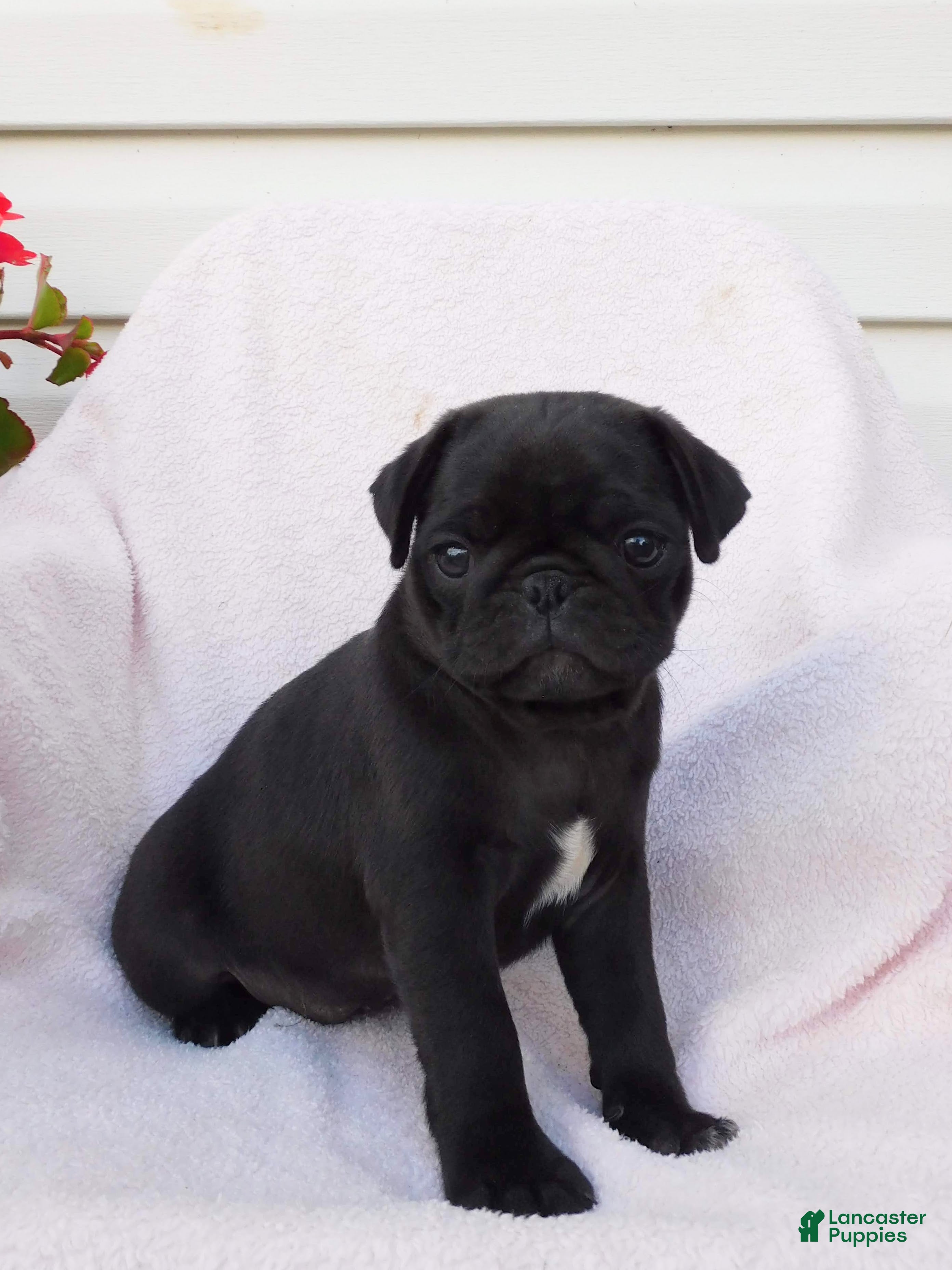Pug dogs Bumblebee  - Ad 2
