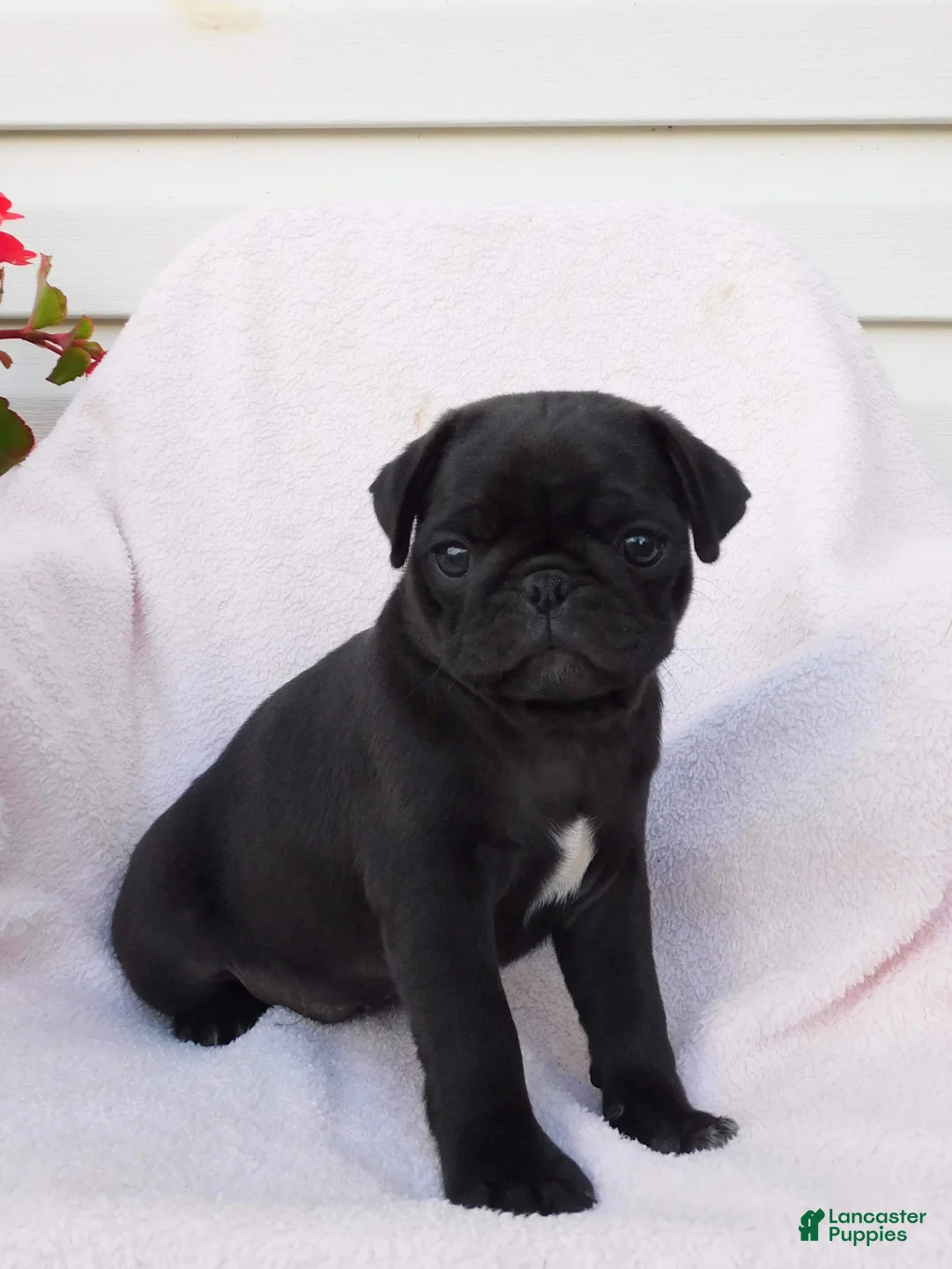 Pug dogs for sale: Bumblebee  - Ad 2