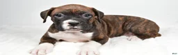 Boxer dogs for sale: Bella - Ad 5