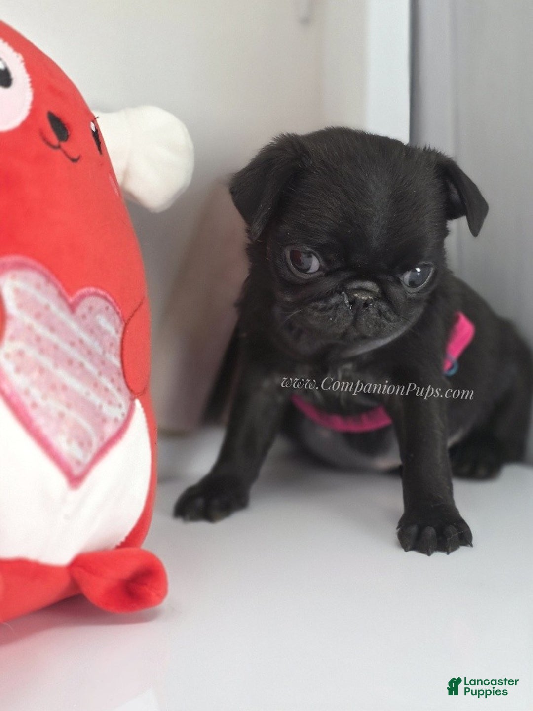 Pug dogs for sale: Mini - Petite Black Female Pug Puppy - Ad 8