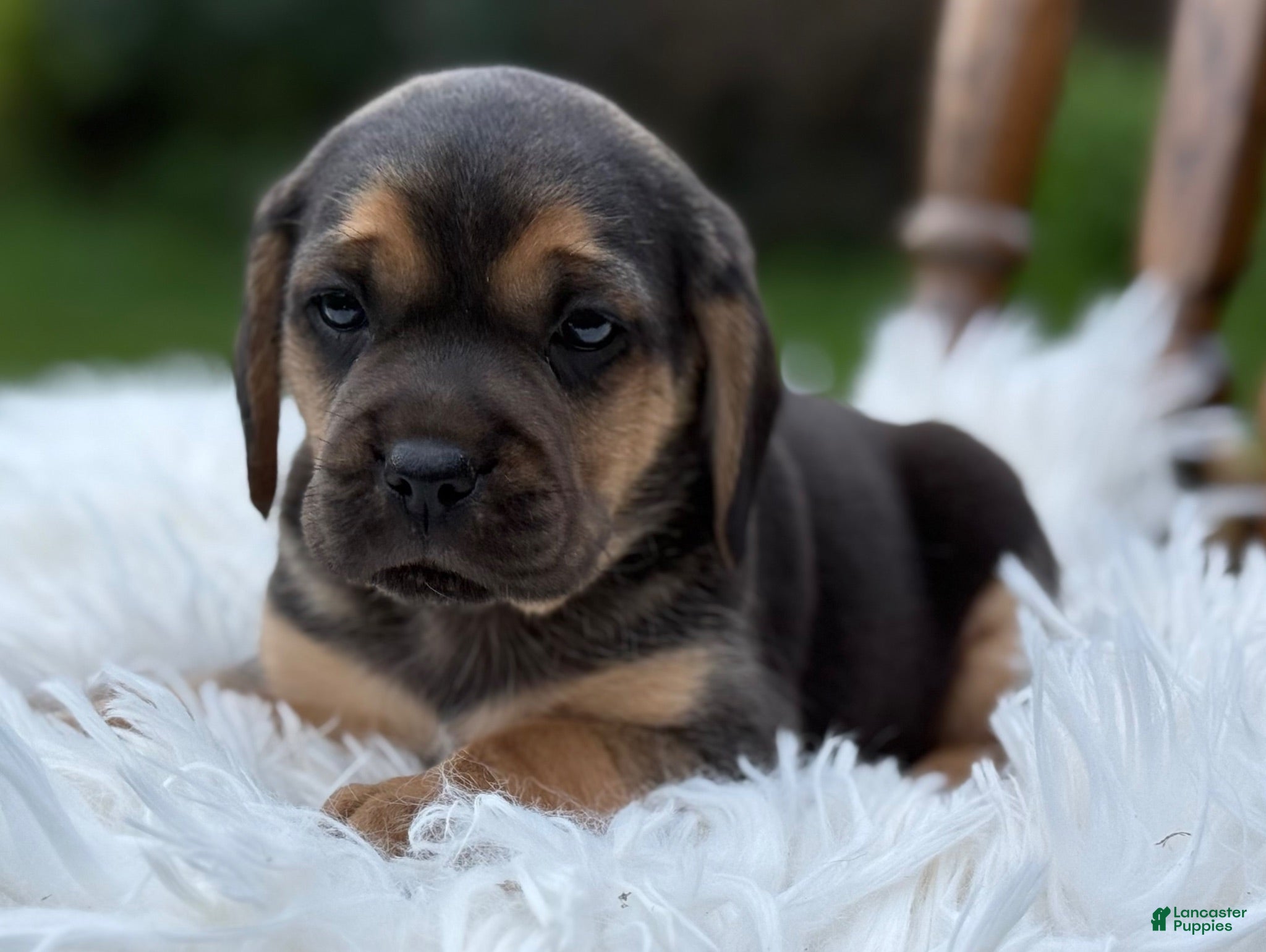 Puggle dogs Palmer - Ad 2