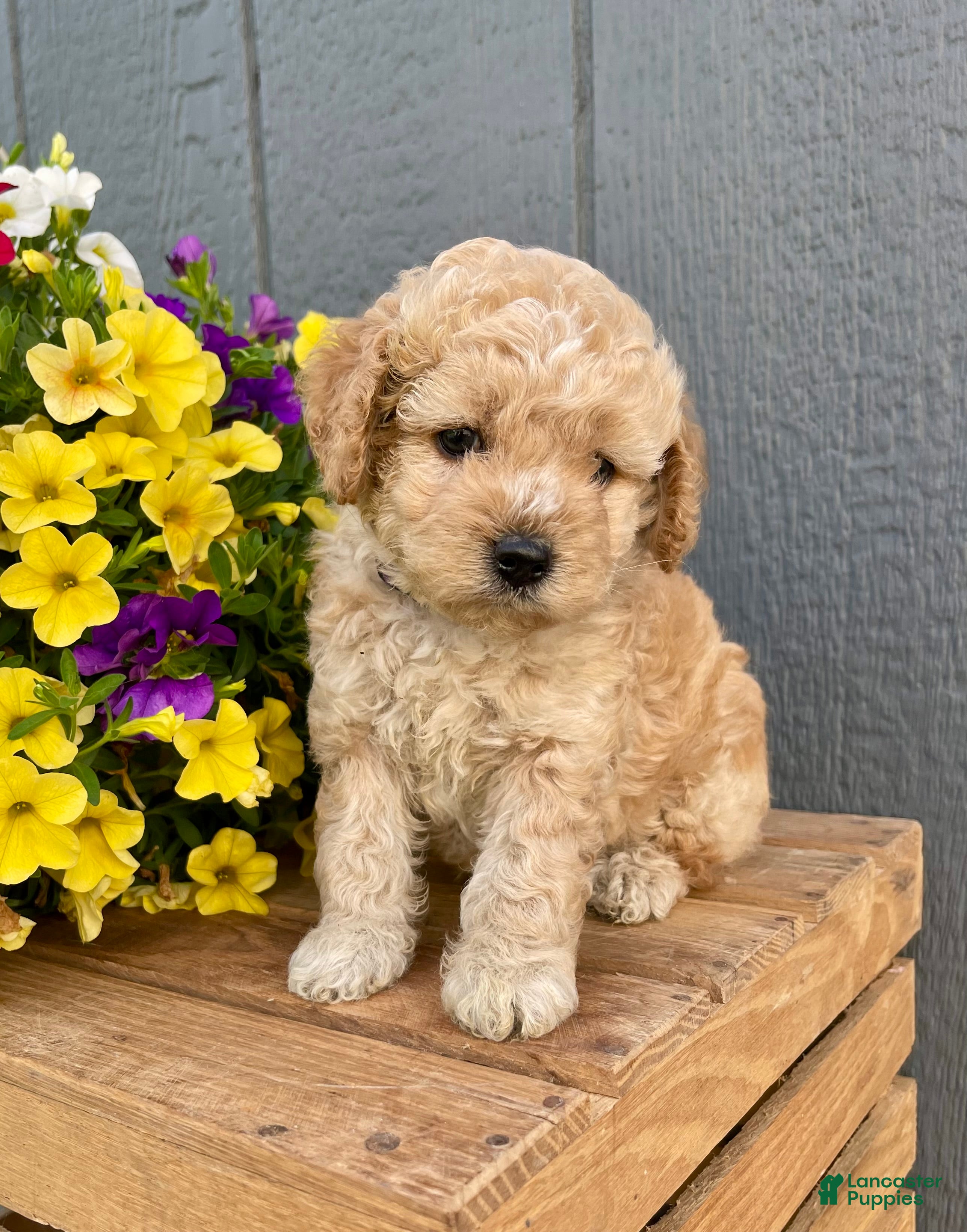 Cockapoo dogs Lavender  - Ad 1