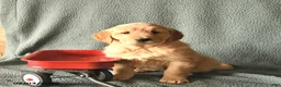 Golden Retriever dogs for sale: Kit  - Ad 3