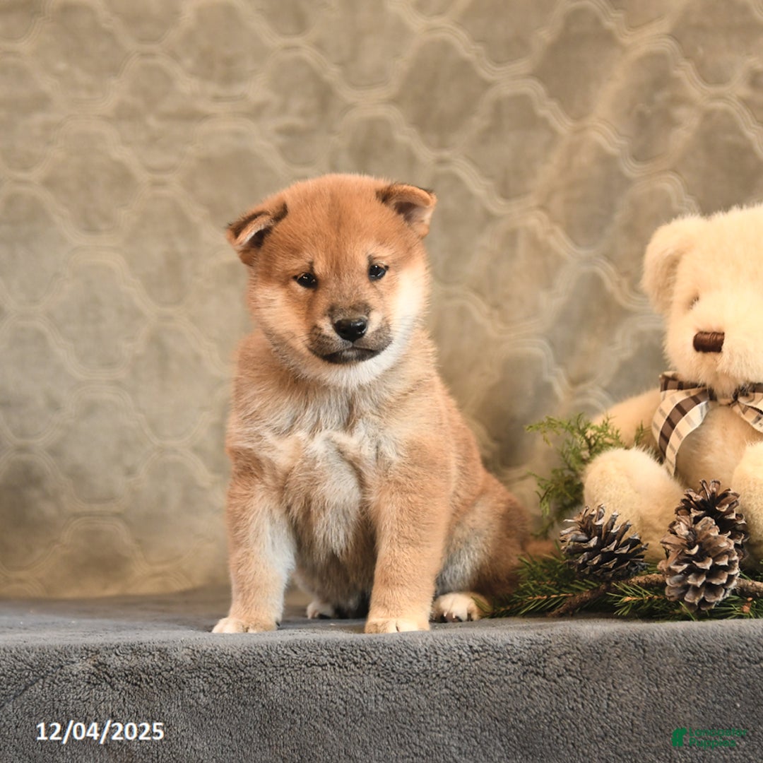Shiba Inu dogs for sale: Topaz - Ad 3