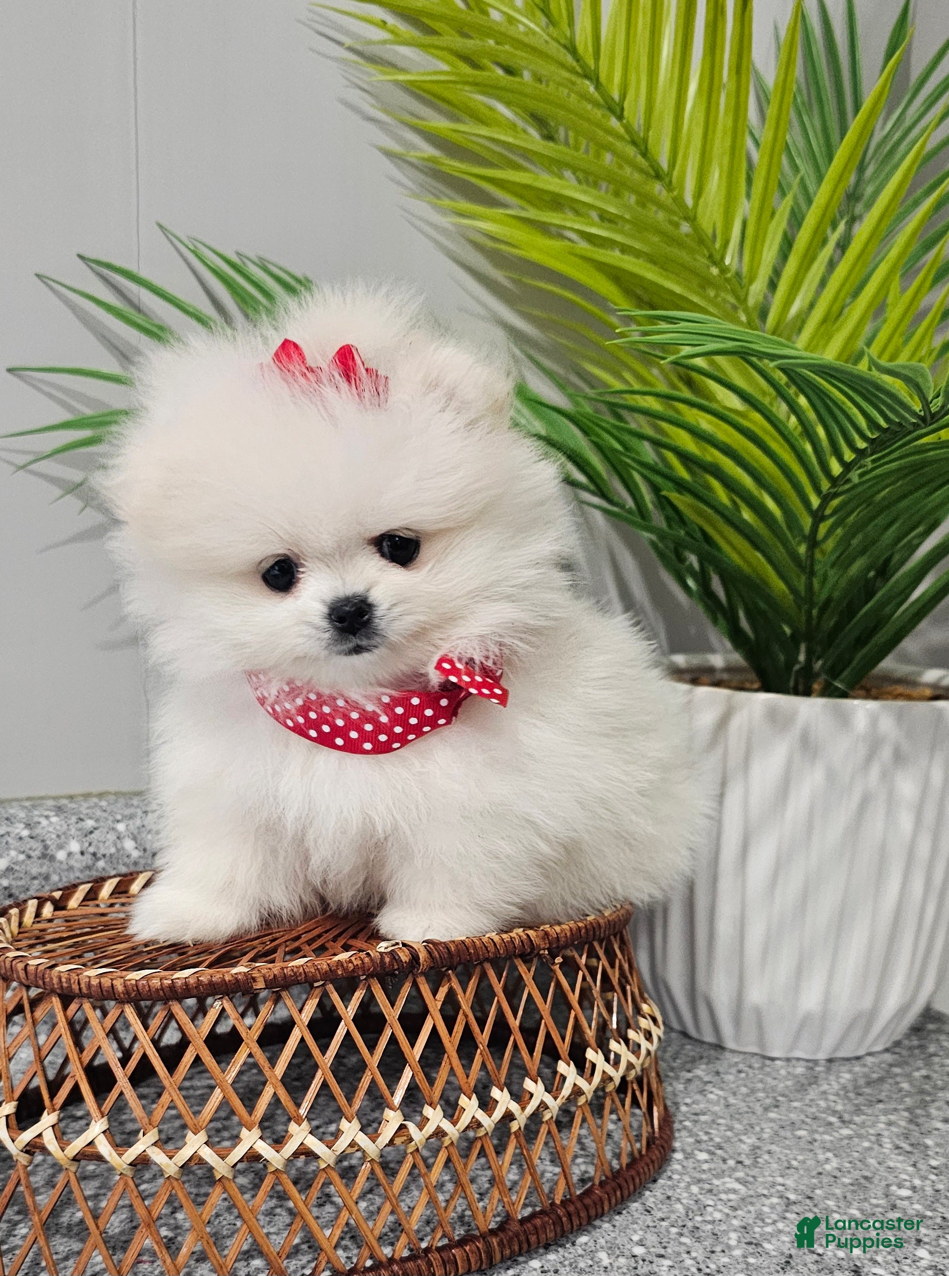 Pomeranian dogs Tiny Snow Fairy - Ad 35