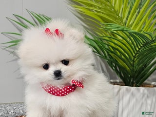 Pomeranian dogs Tiny Snow Fairy - Ad 35