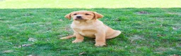 Labrador Retriever dogs for sale: Eddie - Ad 6