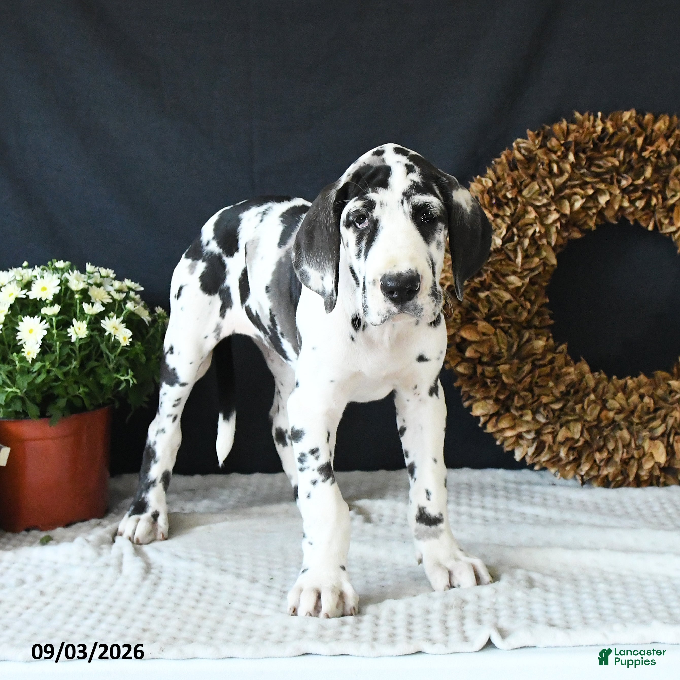 Great Dane dogs Ally - Ad 2