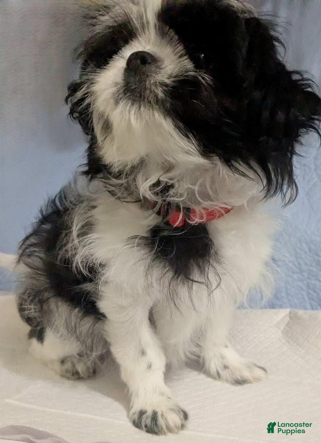 Shih Tzu dogs for sale: Imperial Shih Tzu  Wenda Green Collar  - Ad 10