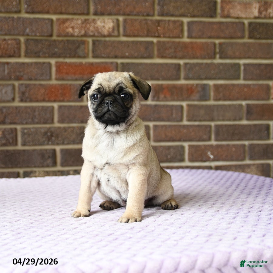 Pug dogs Willy - Ad 2