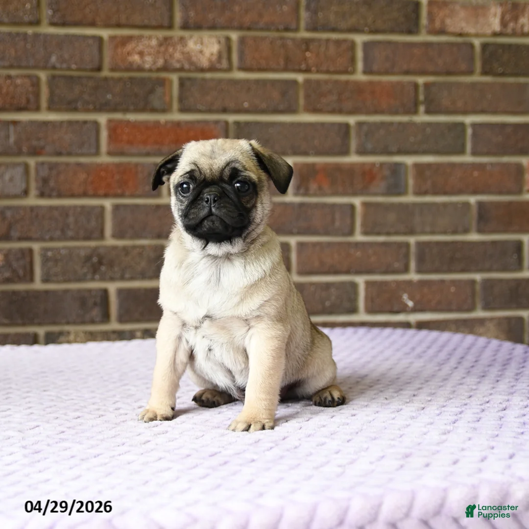 Pug dogs for sale: Willy - Ad 2