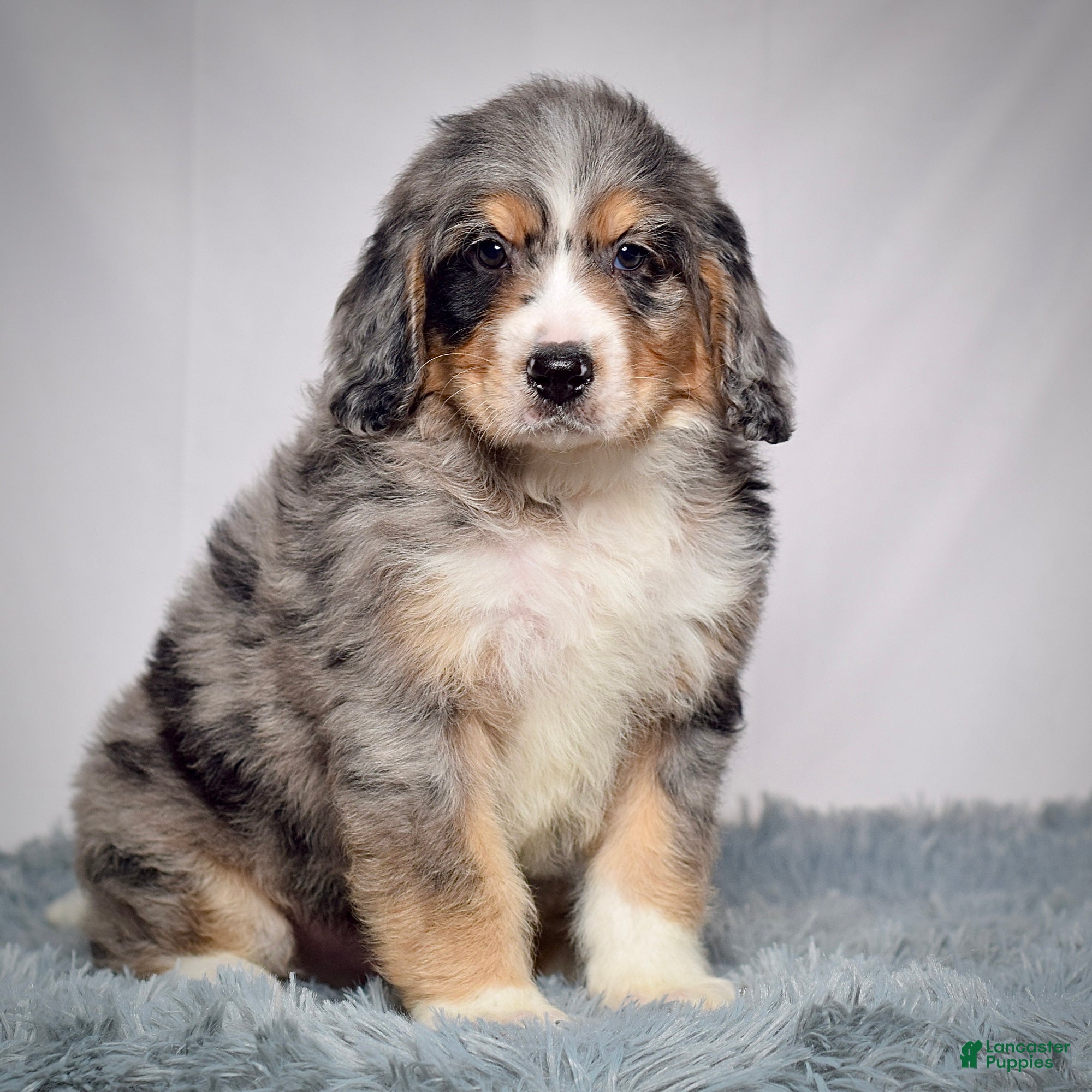 Bernedoodle dogs Mr. Teddy - Ad 1