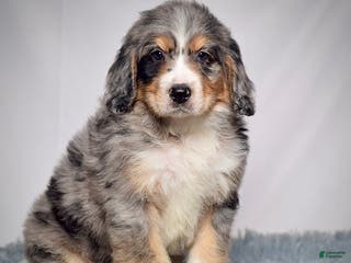 Bernedoodle dogs Mr. Teddy - Ad 2